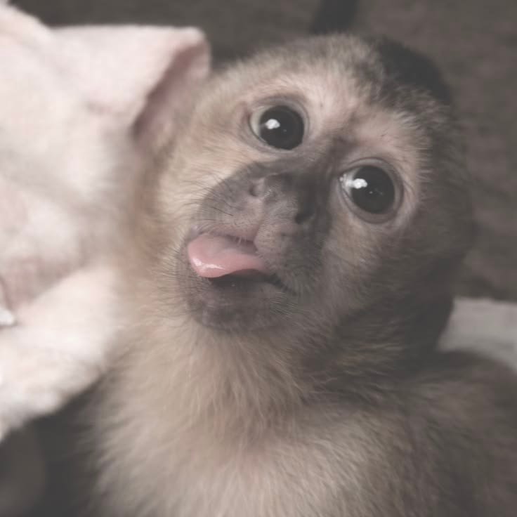 Monkey PFP Aesthetic