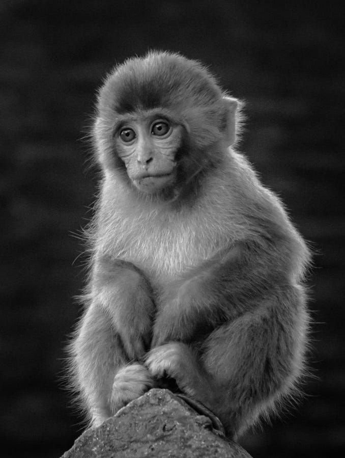 Monkey PFP Black And White