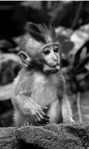 Monkey PFP Black And White