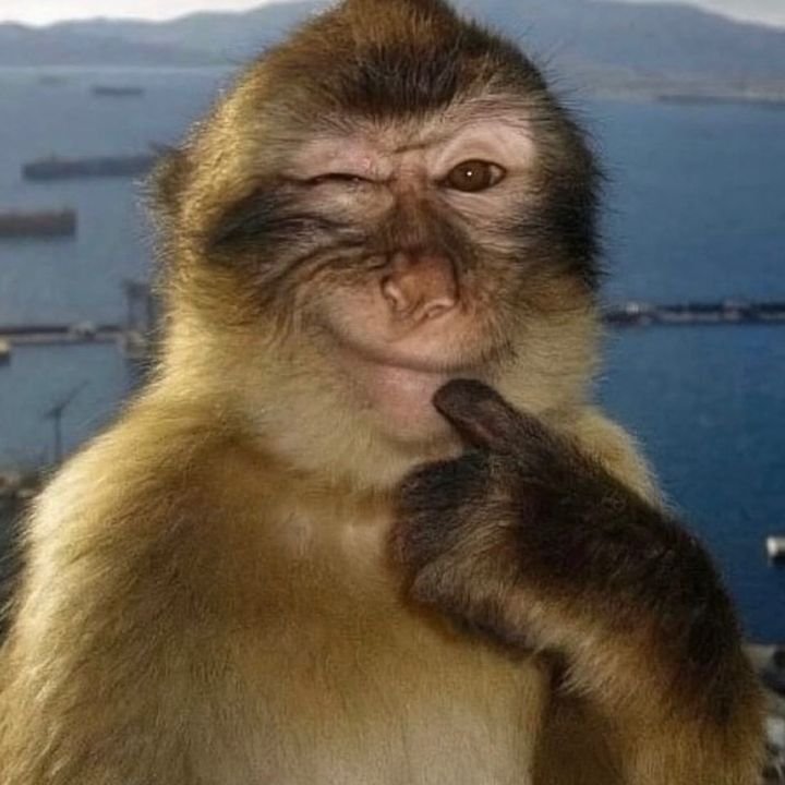 Monkey PFP Funny