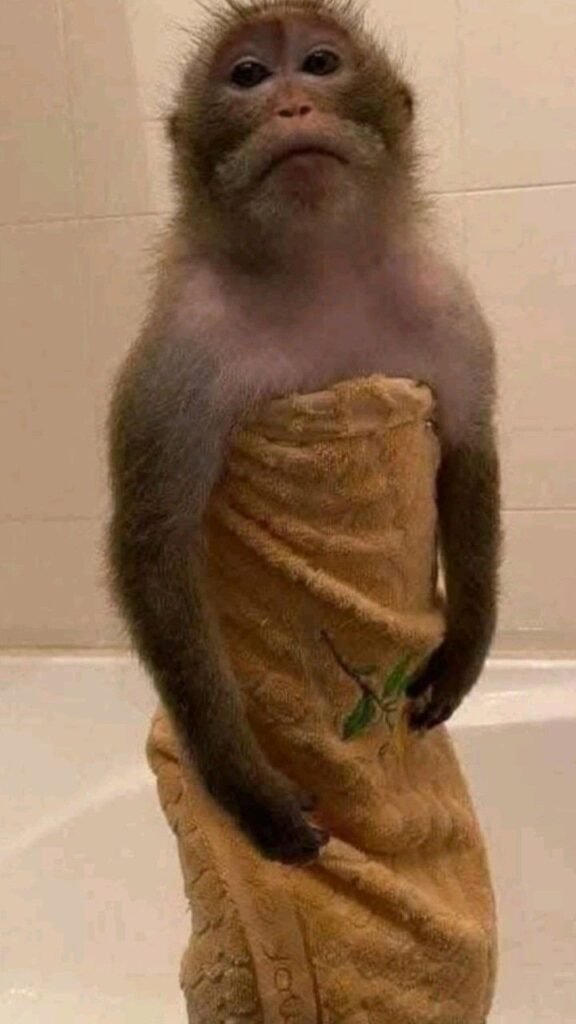 Monkey PFP Meme