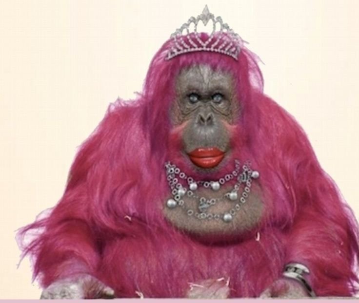 Monkey PFP Pinterest