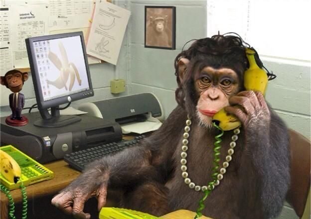 Monkey PFP Xbox