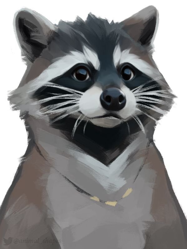 Raccoon Drawing Realistic