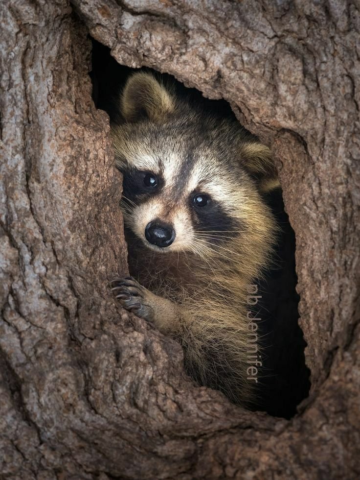 Raccoon PFP Aesthetic