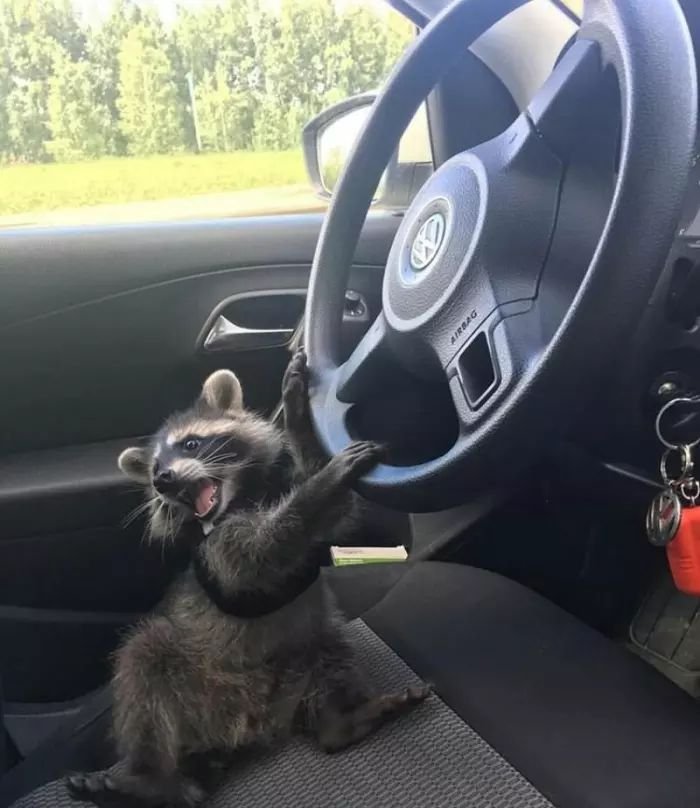 Raccoon PFP Funny