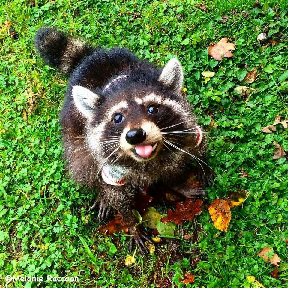 Raccoon PFP Grow A Garden