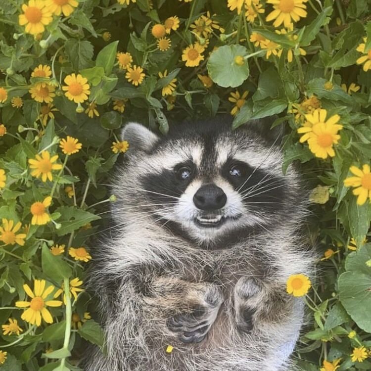 Raccoon PFP Grow A Garden