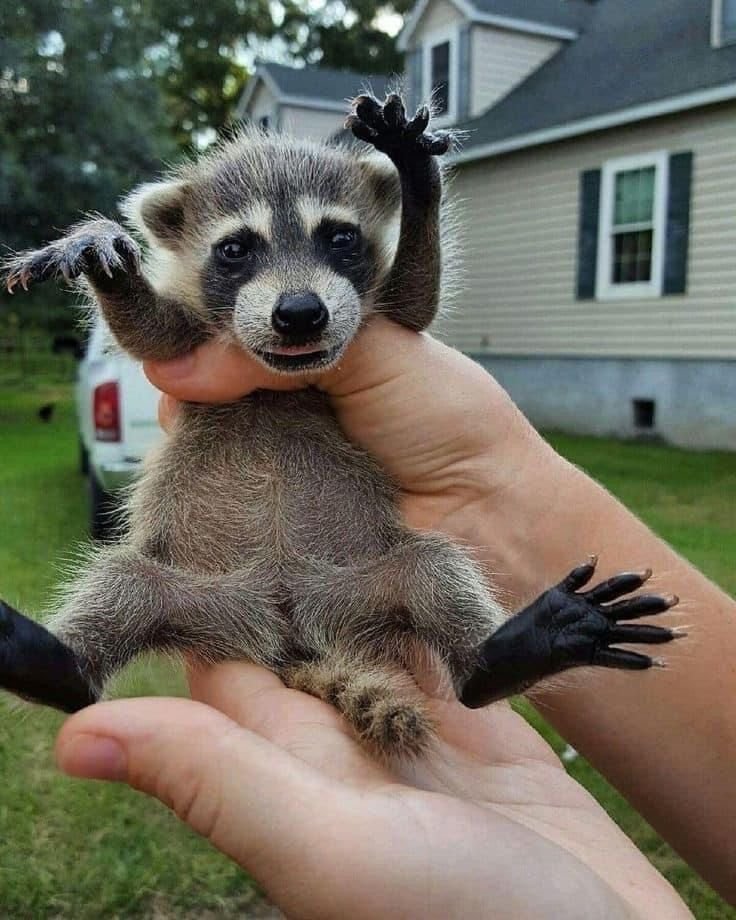 Raccoon PFP Meme