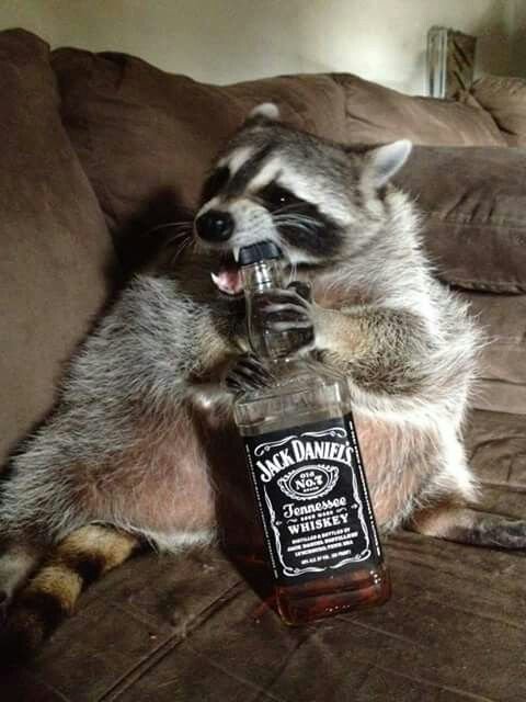 Raccoon PFP Meme