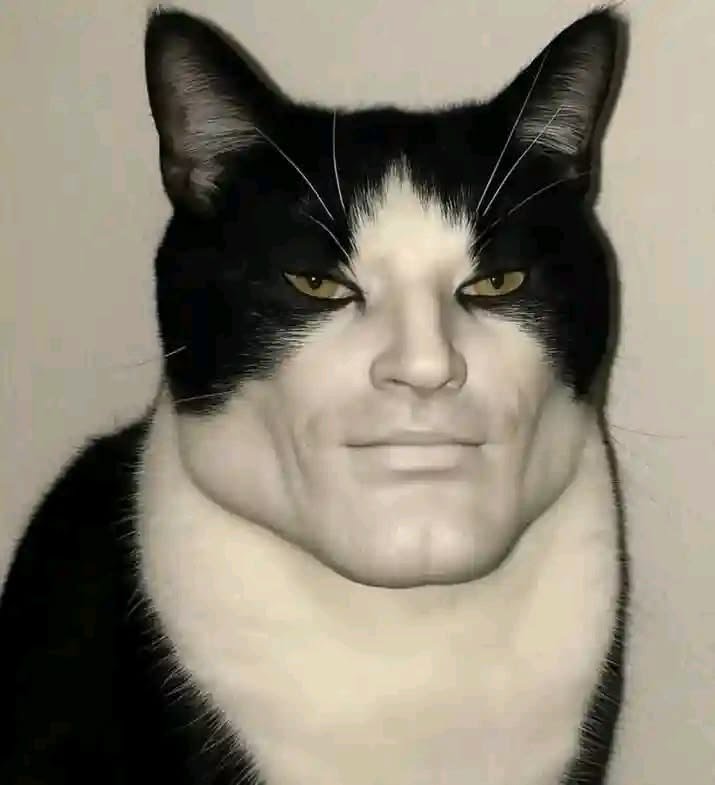 Silly PFP Cat