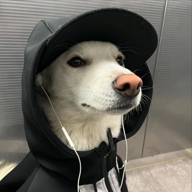 Silly PFP For Discord