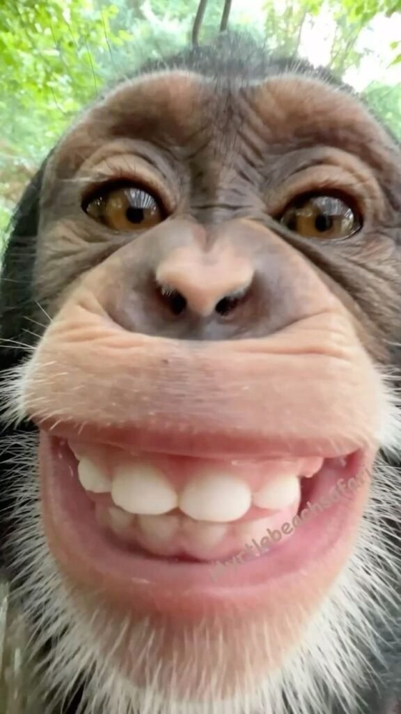 Silly PFP Funny